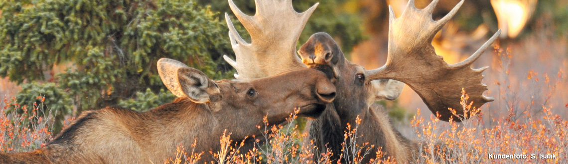 Kanadafieber Magazin