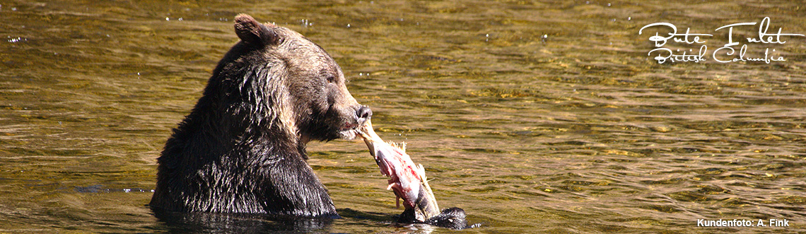 Grizzlybären