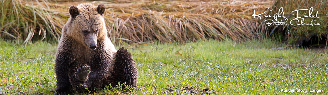 Grizzlybären