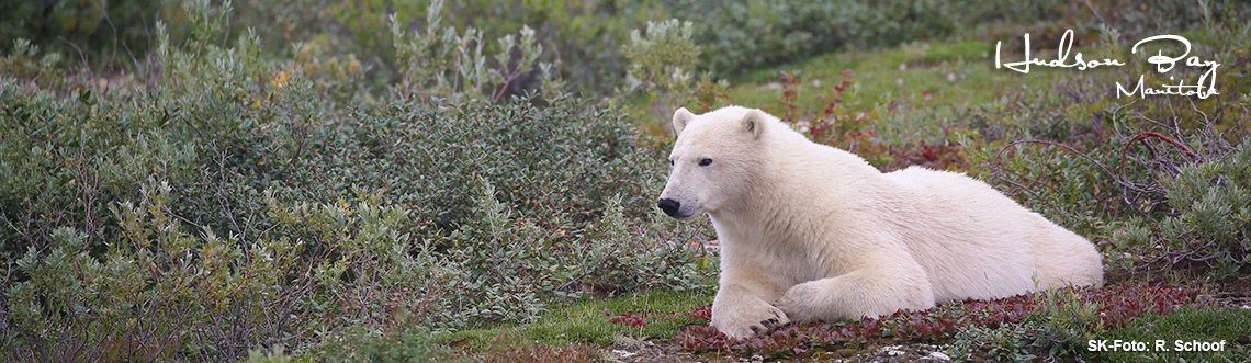 Polarbären