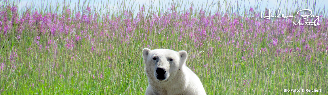 Polarbären