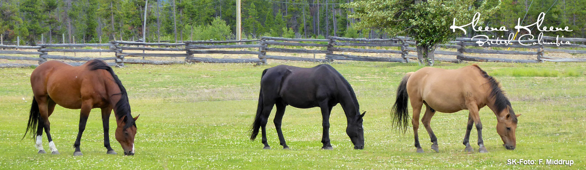 Das Kanada-Praktikum