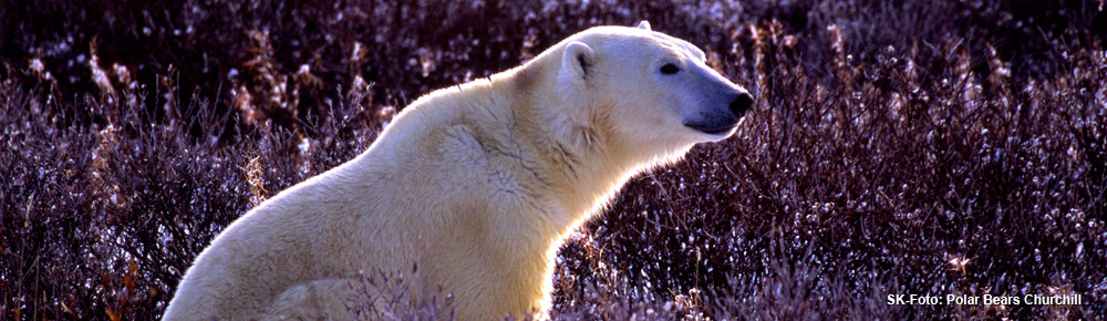 Manitobas Polarbären
