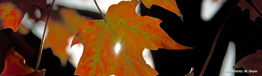 Kanadafieber – Die Kanada Spezialisten