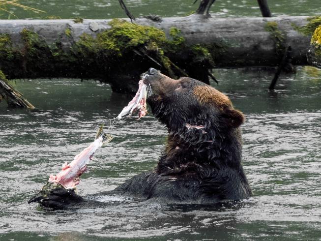 Grizzlies im Toba Inlet 