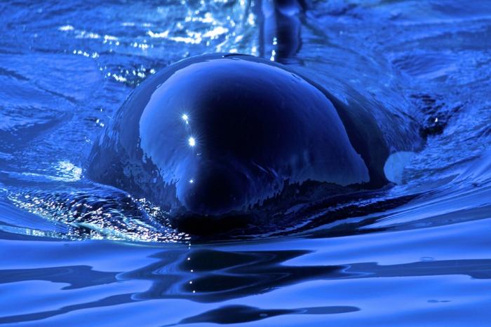 Mackay Whale Watching