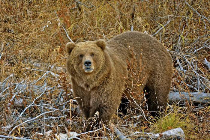 Bärensafari Alaska