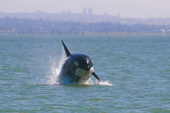 Orcabeobachtung vor Vancouver 