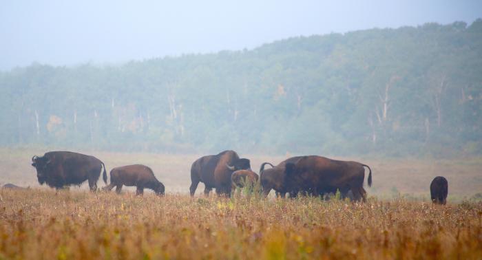 Riding Mountain & Lake Roadtrip 