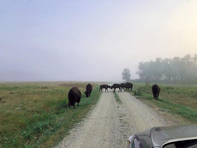 Manitoba Beach & Bison 