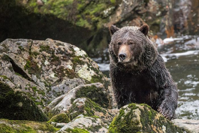 Thompson Sound Grizzlies