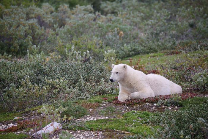 Churchill im Arktissommer 