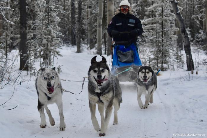 Nordlichter und Huskies 