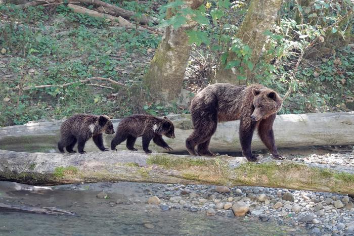 Grizzlies und Wasserfälle 