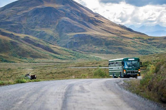 Denali Shuttle Bus 