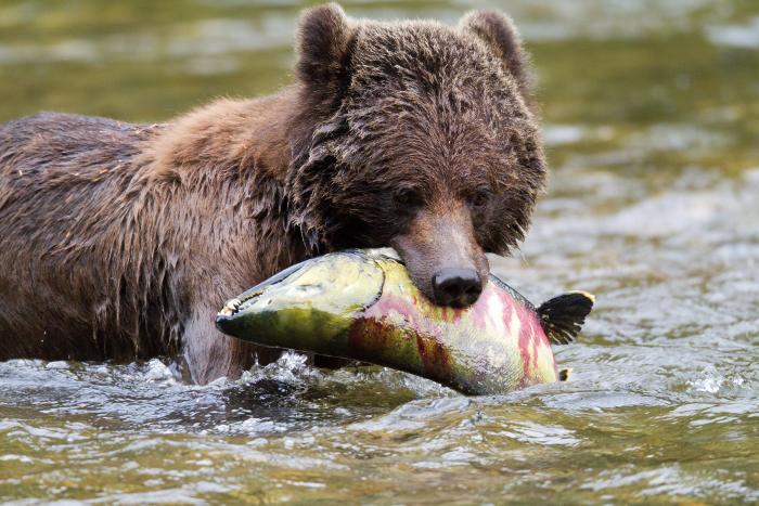 Great Bear Lodge