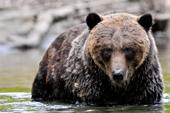 Grizzlies im Tweedsmuir Park 