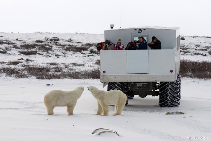 Churchill und Tundra Buggy®