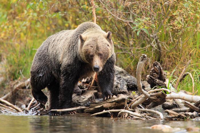 Wild Bear Lodge Frühling 