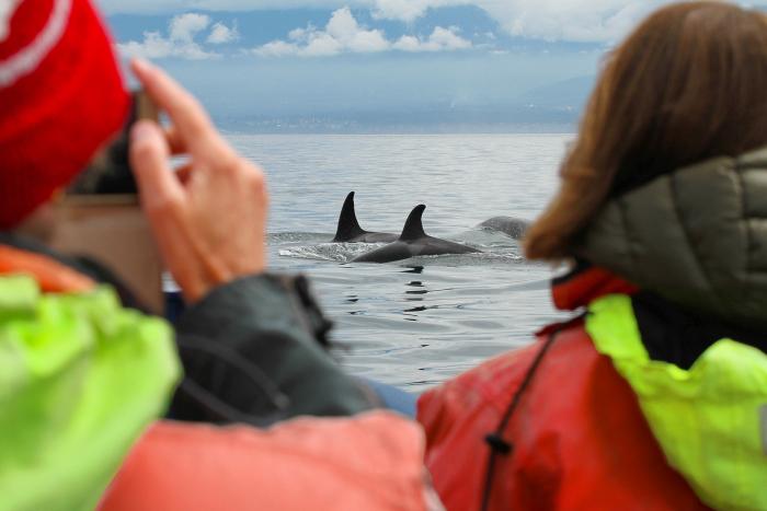 Schwertwale vor Victoria 