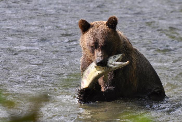 Grizzlies im Bute Inlet