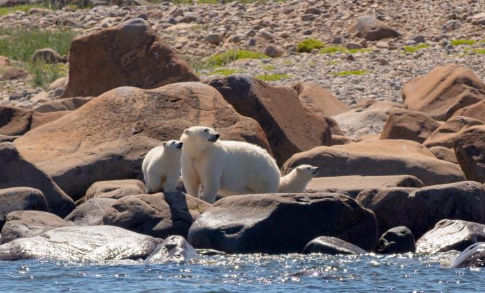 Lazy Bear Lodge Sommer
