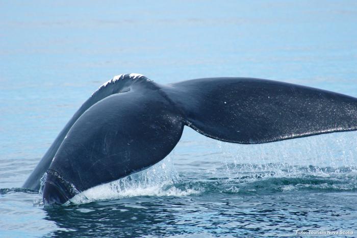 Bay of Fundy Whale Cruise 