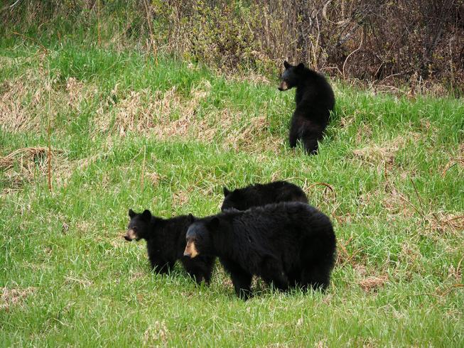 Teil 1: Nordkanadas Tierwelt! 