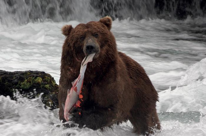 Grizzlies im Katmai NP