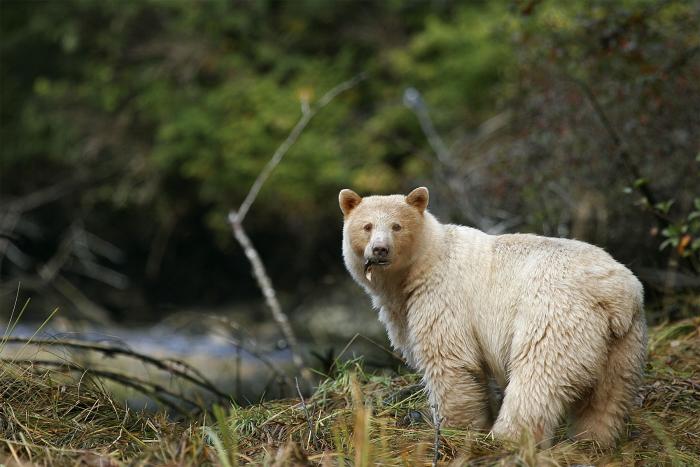 Spirit Bear Lodge
