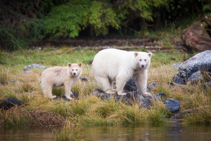 Im Wald der Geisterbären 