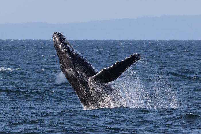 Wal-Tour nach Victoria 