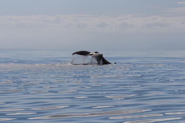 Vancouver Island Erlebnis 