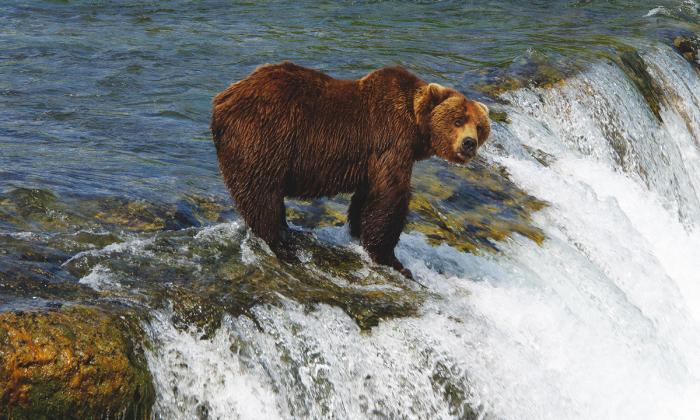 Herbstbären Kanadas 