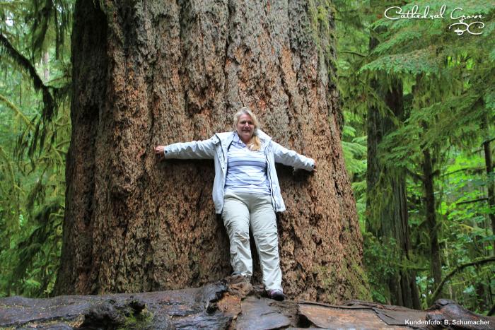 Cathedral Grove 