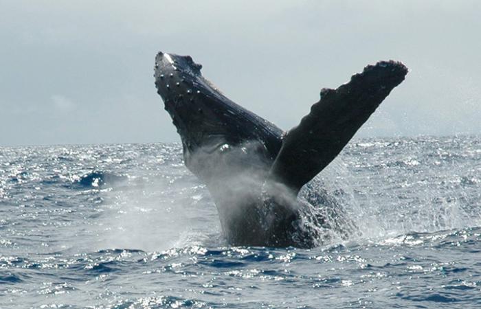 Clayoquot Sound - Grauwale 
