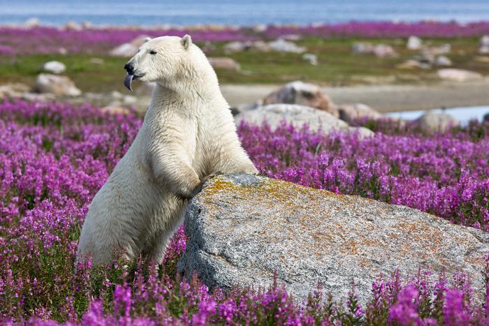 Polarbären