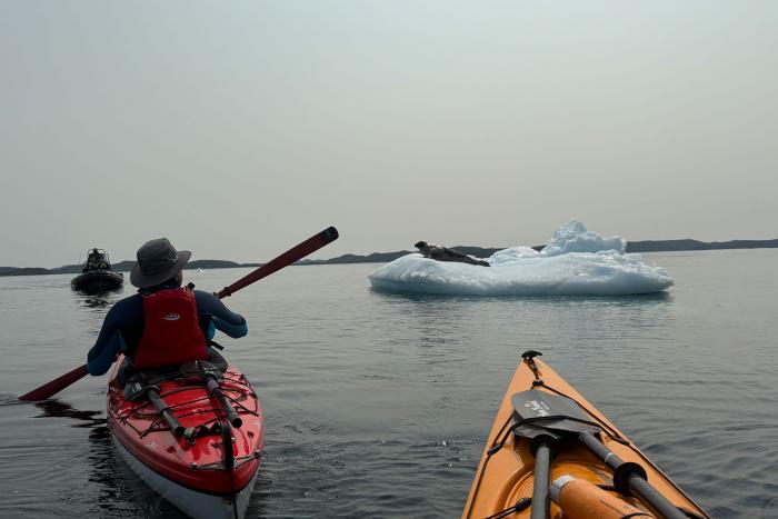 Kayak Ausflug zu den Eisbergen Neufundlands 
