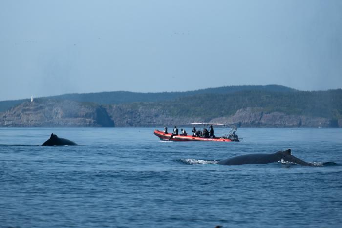 Schnorcheln mit Walen 