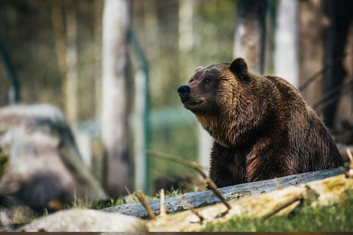 Jaspers Tiere beim Sonnenaufgang 