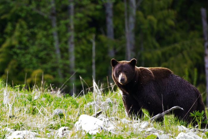 Whistlers Schwarzbären