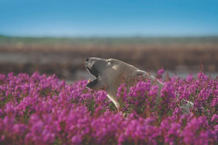 Reise zur Fireweed Island