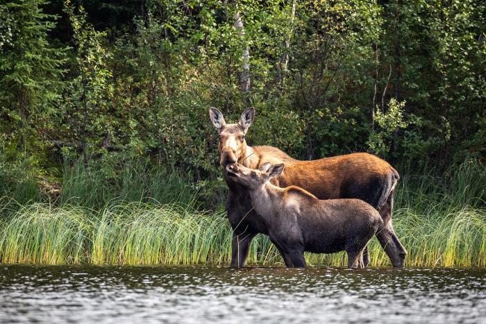 Subarktisches Wildnisabenteuer 