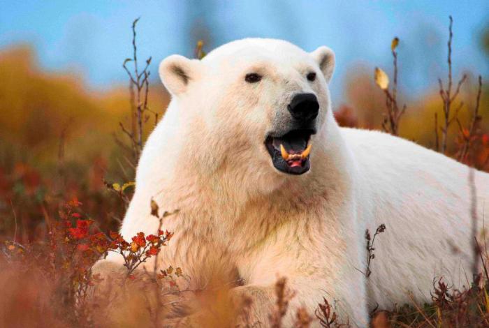 Polarbären der Hudson Bay