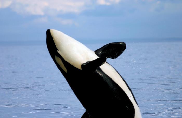 Schwertwale vor Vancouver 