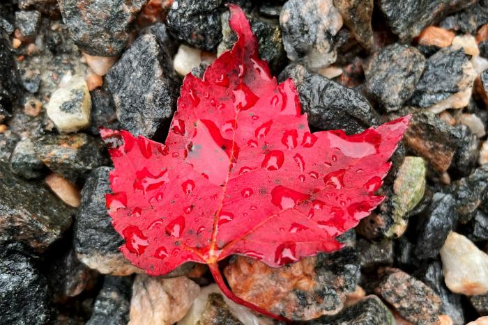 Henrike in Northern Ontario 