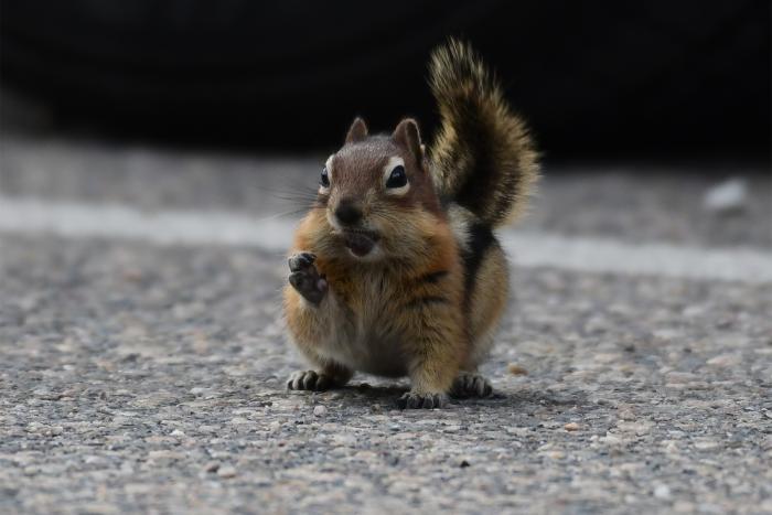 Der Eichhörnchenblog on Tour 