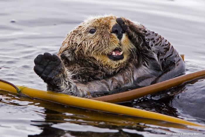 Seeotter Beobachtung 