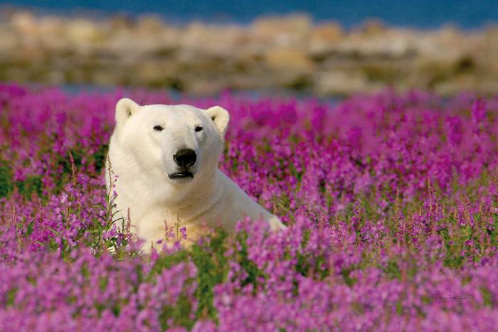 Polarbären an der Hudson Bay