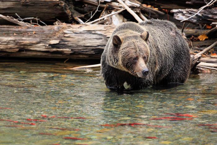 Wild Bear Lodge Herbst 